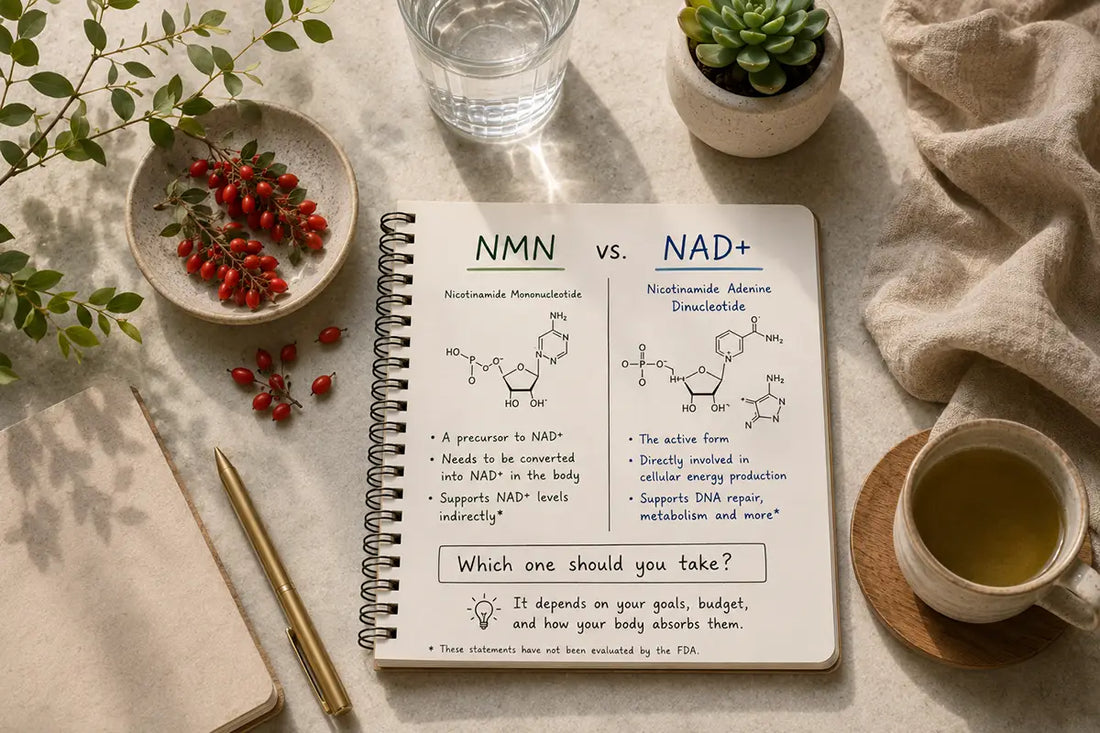 NMN vs NAD+: What's the Difference and Which One Should You Take?